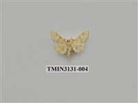 藏品(螟蛾252)的圖片